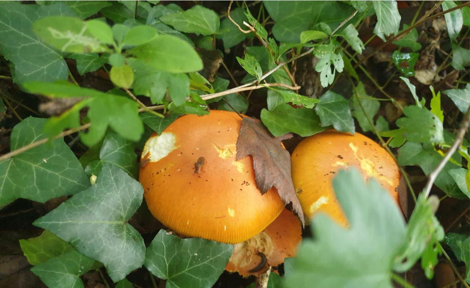 Seuls En Pleine Nature - Gite La Cote Blanche Puygaillard-de-Quercy Exteriör bild
