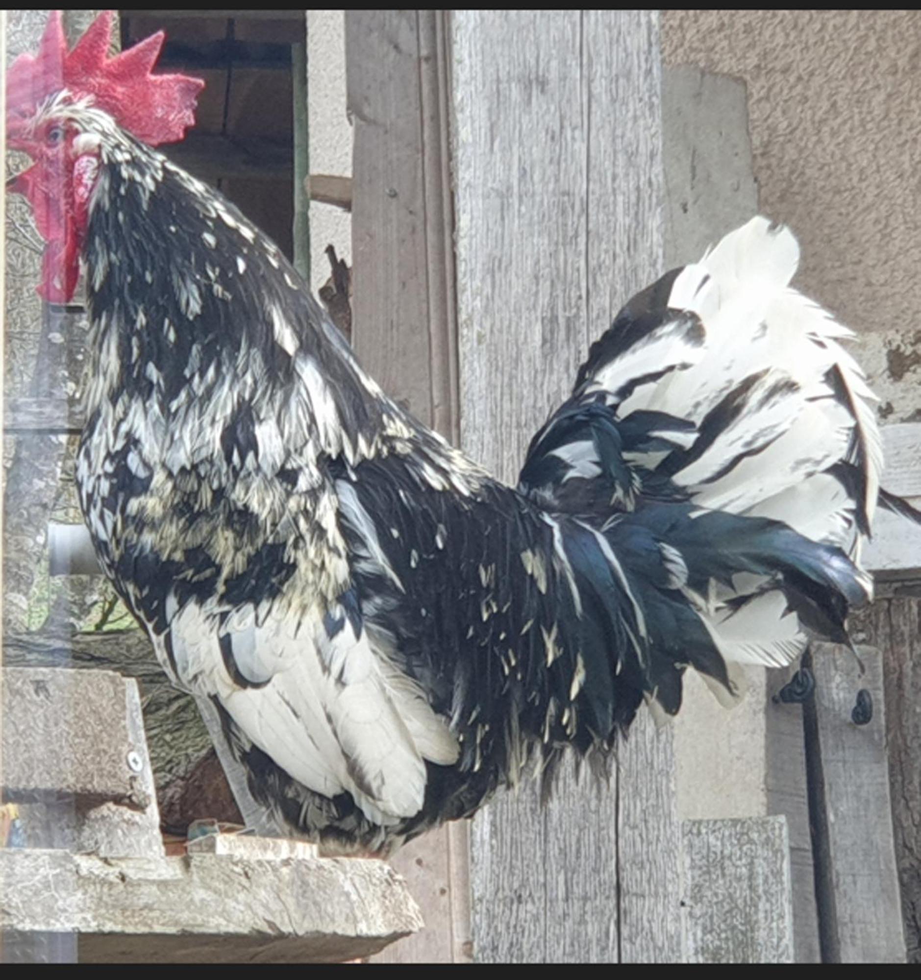Seuls En Pleine Nature - Gite La Cote Blanche Puygaillard-de-Quercy Exteriör bild