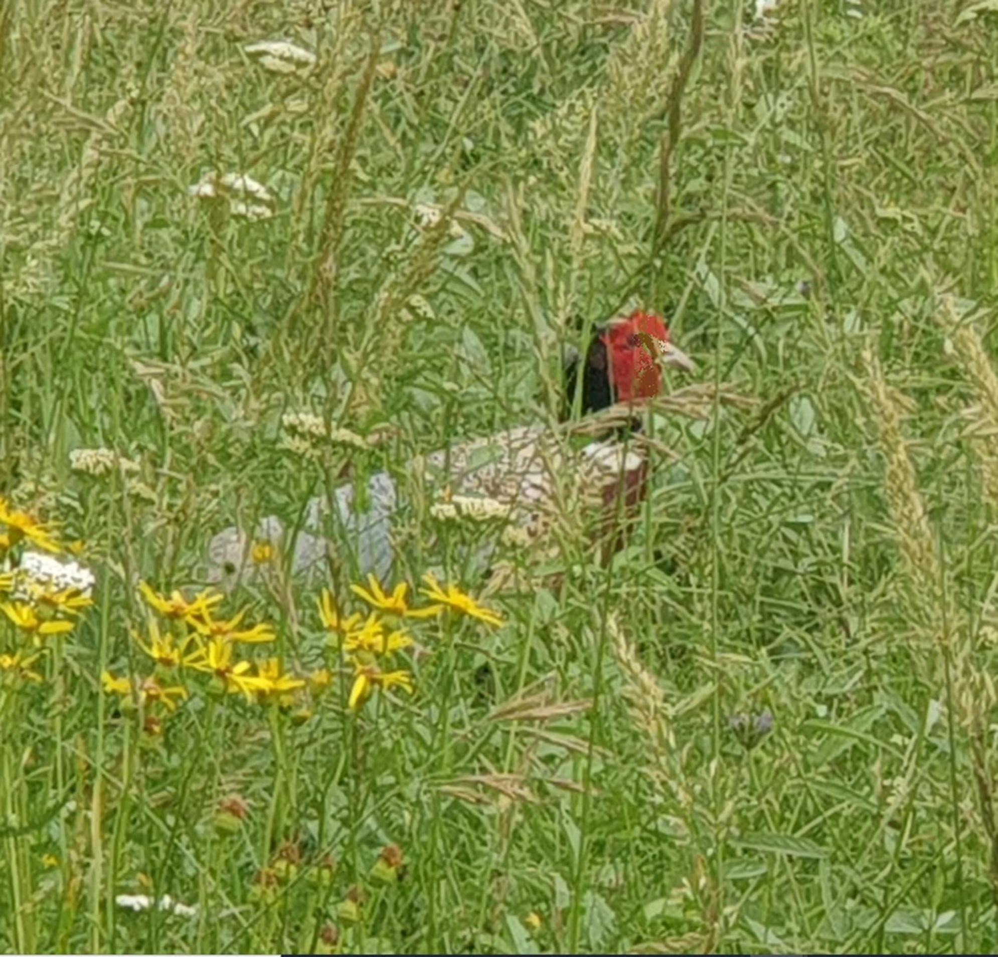 Seuls En Pleine Nature - Gite La Cote Blanche Puygaillard-de-Quercy Exteriör bild